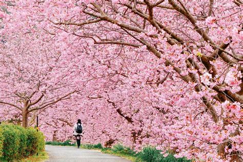 Best Places To See Cherry Blossoms In Japan Zicasso
