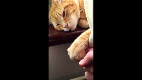 My Cat Loves Me She Holds My Hand Youtube
