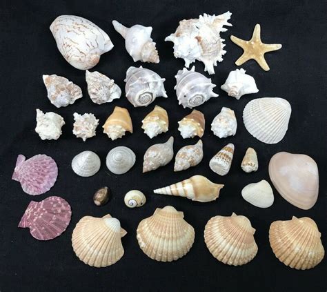 Details About 34 Mixed Seashells Lot Sea Shells Beach Ocean Aquariums