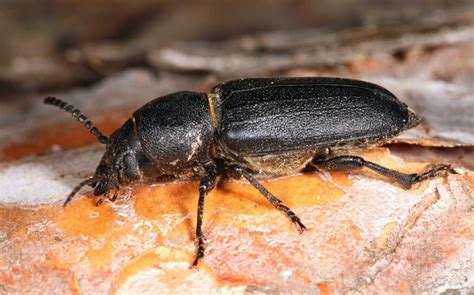 Domestic Sea Trade Aids Wood Boring Beetles Range Expansion