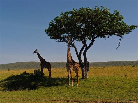 Tailor Made Kenya Safari Holidays 2020/21|Adventure Alternative