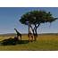 Tailor Made Kenya Safari Holidays 2020/21Adventure Alternative
