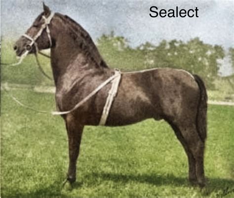 Morgan Horse Breeder