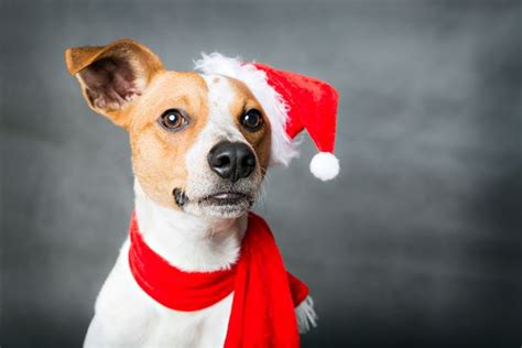 Theres A Christmas Party For Dogs In Essex Essex Live