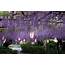 5 Great Locations To Enjoy Wisteria Flowers In Aichi  Kawaii