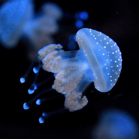 Aussie Spotted Jellyfish Jellyfish Warehouse
