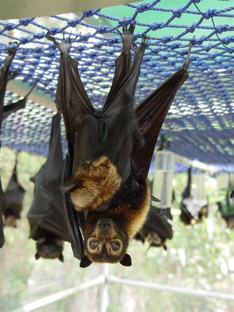 Spectacled Flying Fox Pteropus Conspicillatus And Baby Image Only
