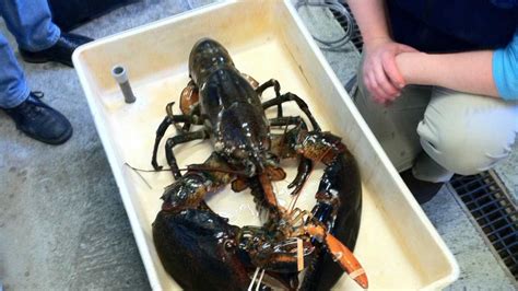 Photos Other Rare Lobsters Caught Off Maine Coast