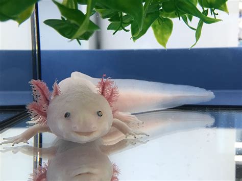 Mexican Axolotls Characteristics Reproduction H Bitats And More