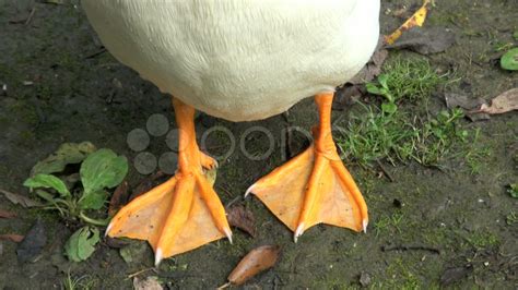 What Color Are Ducks Feet Find Out Here All Animals Guide