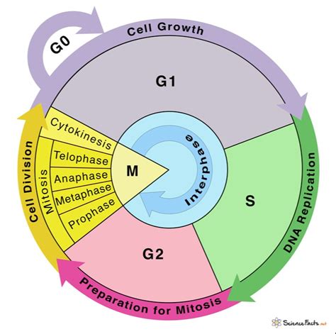 Cell Cycle Phases Diagram Types And Comparison The Best Porn Website