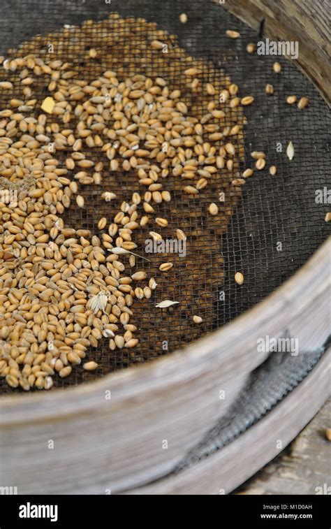 Sieving Grain Hi Res Stock Photography And Images Alamy