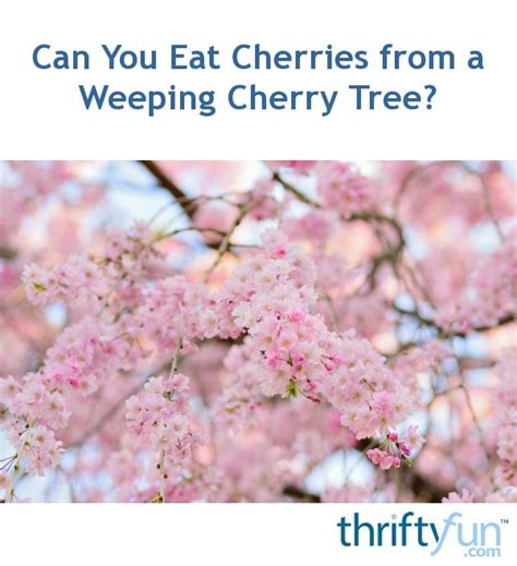 Can You Eat Cherries From A Weeping Cherry Tree Thriftyfun