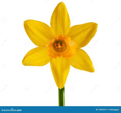 Yellow Daffodil Isolated On A White Background Royalty Free Stock