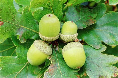Acorns Of English Oak Tree Quercus Robur Cornwall Uk Stock Photo