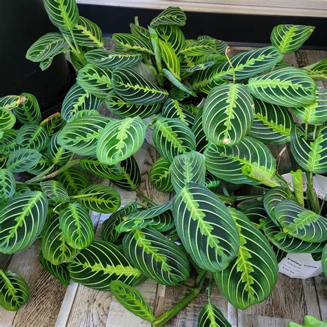 Maranta Leuconeura Lemon Lime Prayer Plant Mid Valley Trees