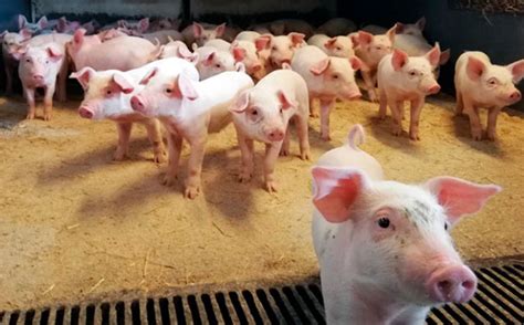 Omache Farm Pigs