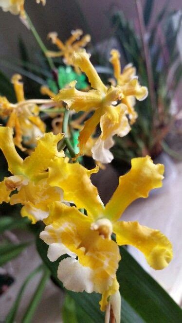 Yellow Oncidium Oncidium Orchids Plants