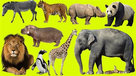 12 Safari Animal Names Most Popular Temal