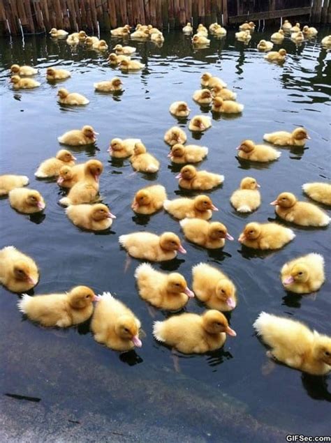Meme Funny Pictures Baby Ducks Viral Viral Videos