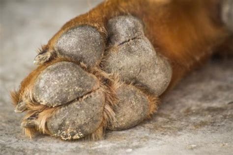 7 Dog Paw Problems Causes Symptoms And Treatment With Pictures