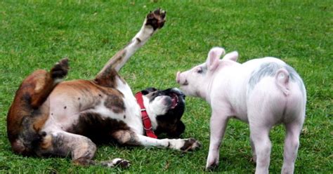 Pug And Piglet Photos Animal Odd Couples Ny Daily News