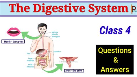 The Digestive System Question And Answers Class4 Digesting Food Q