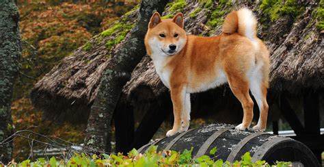 Shiba Inu Breed Guide Lifespan Size And Characteristics