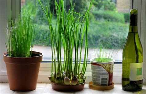 How To Grow Garlic Indoors Plant Instructions