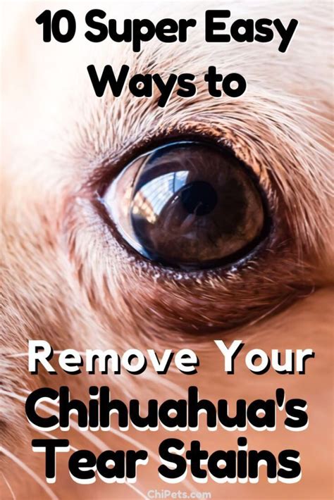 Chihuahua With Eyelashes And Eyebrows Pets Lovers