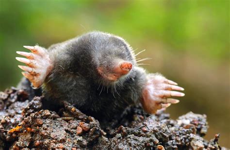 The Meaning And Symbolism Of The Word Mole