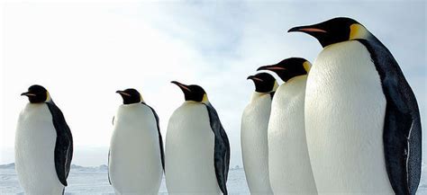 In what type of habitat do penguins live? Where Do Penguins Live? Habitat & Facts