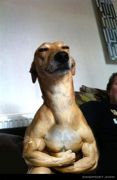 Muscle Dog Looks Strong Funny Dog Faces Funny Animals Dogs