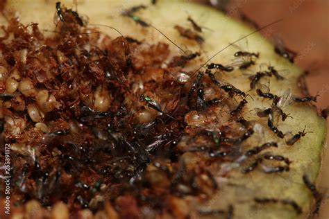 Fig Wasps On A Close Up Picture These Insects Spend The Larval Stage