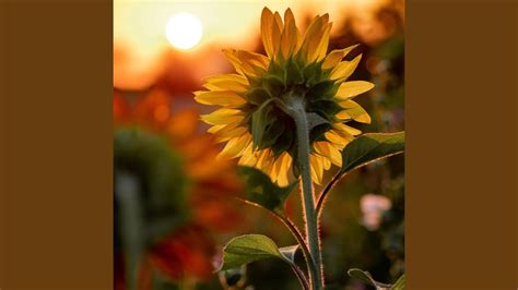 Sunflower Sunset Youtube