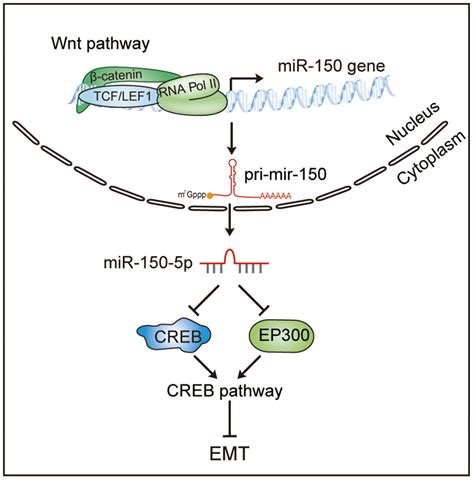 A model of the Wnt β catenin miR CREB signaling regulation axis in Download Scientific