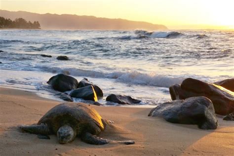 Turtle Beach Sunset Oahu Hawaii By Jianghui Zhang Ubicaciondepersonas