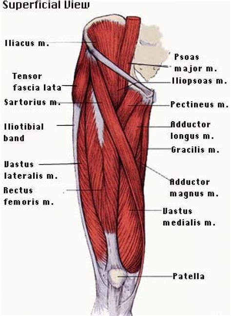 Hip And Thigh Muscles Diagram Hip Muscles The Definitive Guide