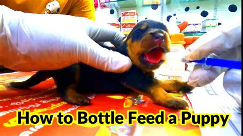 How To Bottle Feed A Puppy Goat Milk Feeding Newborn Puppies By Using