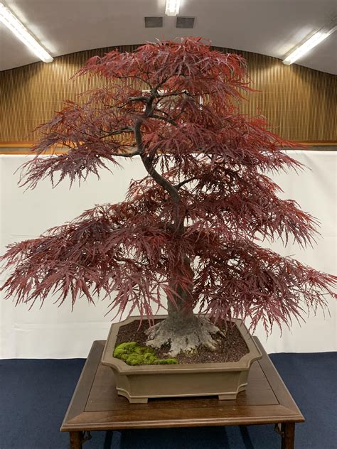 Japanese Red Maple At The 42nd Annual Bonsai Exhibit Sacramento Ca