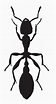 Ant Line Drawing | Free download on ClipArtMag
