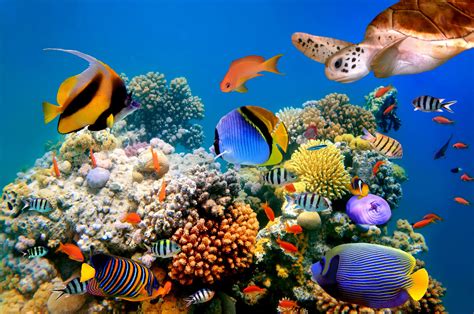 Underwater World Fish Turtles Corals Tropical Sea Ocean