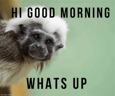 24 Super Funny Good Morning Images With Monkey