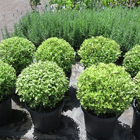 A dwarf pittosporum ideal for topiaries, hedges and borders, or for reliable green feature foliage. Pittosporum 'Golf Balls' - form a naturally rounded shape ...