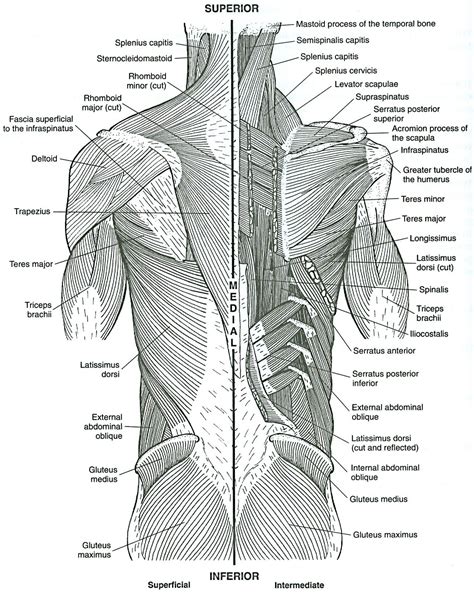 20 New Muscle Anatomy Coloring Pages For Learning Coloring Pages