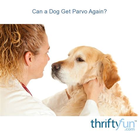 Parvo often causes puppies to get dehydrated from excessive diarrhea and vomiting. Can a Dog Get Parvo Again? | ThriftyFun