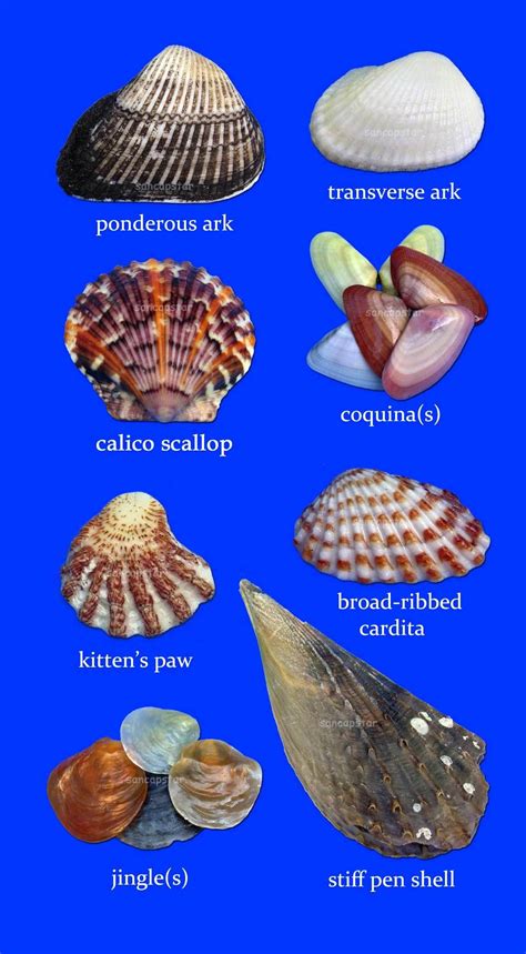Common Shells Of Sanibelcaptiva Page 1 Of 8 Shells Sea Glass