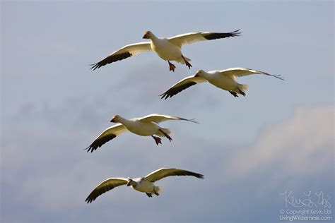 Snow Geese Flying In Formation Living Wilderness Nature Photography