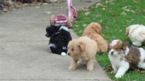 Pomapoo Puppies For Sale Youtube