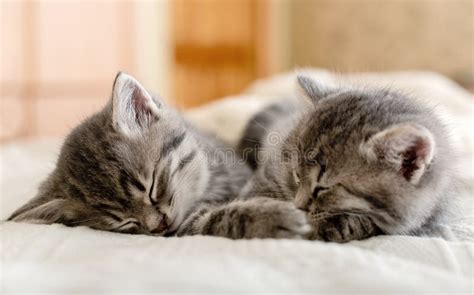 Cute Tabby Kittens Sleeping Together Pretty Baby Cats In Love In